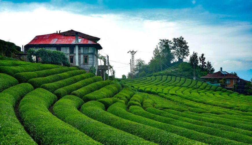 Rize’nin Olmazsa Olmazı: Çay Tarımı