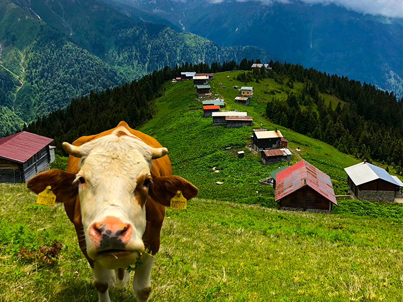 Rüzgarlı Vadi: Pokut Yaylası